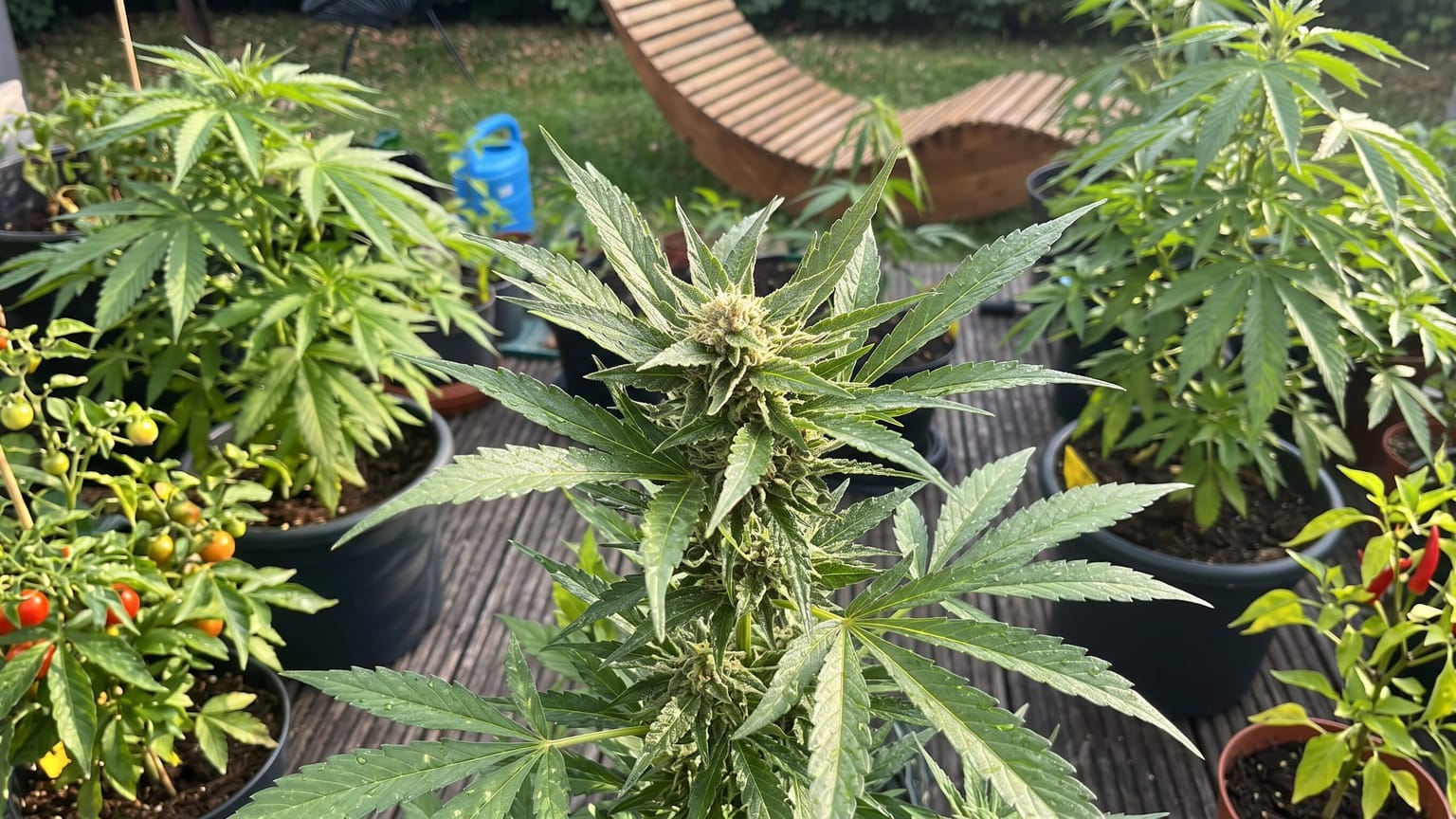 Cannabis-Pflanze in der Blüte auf einer Terrasse, umgeben von Tomaten- und Chilipflanzen